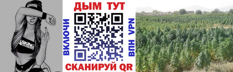 Конопля SATIVA & INDICA  Северская 